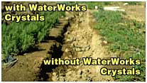 Comparison between plants planted with WaterWorks Crystals and those without.
