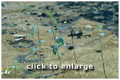 Evapo-transpiration causes plants to wilt